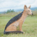 Wildcrete Jackal